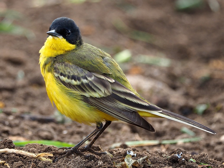 Cutrettola capinero e varianti